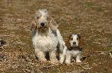 PETIT BASSET GRIFFON VENDEEN
